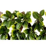 Kép 2/2 - Nortene Flexigreen  Apácarács PE levelekkel 1x2 m