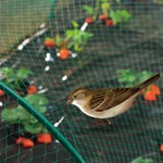 Kép 5/7 - Nortene Birdnet  rombusz szemformájú ,extrudált műanyag madárháló, 2x5, Zöld