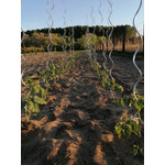 Kép 5/5 - Nortene Tomato Spiral galvanizál paradicsom karó