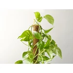 Kép 2/4 - Nortene Coco kókuszrúd 60 cm