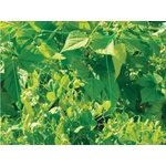 Kép 3/4 - Nortene Trellinet növénytartó háló, uborkaháló, rácsméret 150 x 150 mm,  1,2 x 5m, Fehér