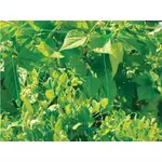 Kép 3/4 - Nortene Trellinet növénytartó háló, uborkaháló, rácsméret 150x170 mm, 1,7 x 20, Zöld