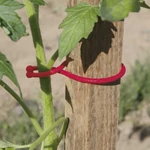 Kép 1/2 - Nortene TOMATOCLIP növénykapocs ( 25 db )
