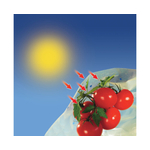 Kép 4/5 - Nortene Tomatotube paradicsomtermesztő perforált fóliatömlő