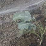 Kép 3/5 - Nortene Biocontrol rovarháló 2,20 x 10 m