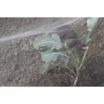 Kép 4/5 - Nortene Biocontrol rovarháló