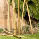 Kép 3/3 - Nortene Bamboo bambusz termesztő karó  (4 db karó / köteg), Ø 8-10 mm x M. 0,90 m