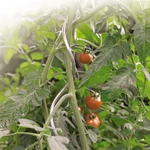 Kép 4/7 - Nortene Tomato Spiral galvanizál paradicsom karó 180 cm