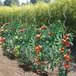 Kép 5/7 - Nortene Tomato Spiral galvanizál paradicsom karó 180 cm