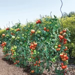Kép 2/7 - Nortene Tomato Spiral Epoxy  paradicsom karó 170 cm