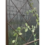 Kép 4/5 - Nortene Classic Metal Trellis  fém futtató rács, panel 30x120 cm