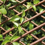 Kép 3/10 - Nortene Willow Trellis térelválasztó