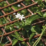 Kép 7/10 - Nortene Willow Trellis térelválasztó