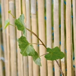 Kép 5/6 - Nortene Bamboocane bambusznád kerítés, 2x5m, bézs