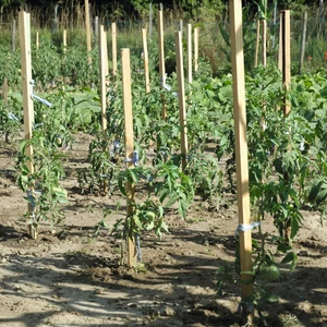 Nortene Acacia  akác termesztő karó 170 cm