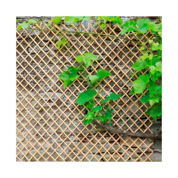 WICK TRELLIS vessző apácarács